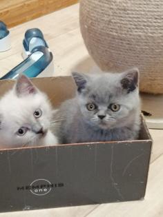 BKH-Kitten lilac-point und blau