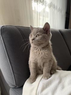 BKH Kitten suchen ein liebevolles zu Hause