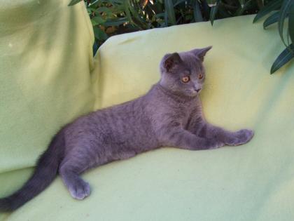 Vier kleine Katzen / Kätzchen / Kitten