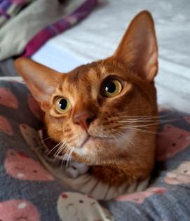 Charmanter reinrassiger 12 Monate alter Abessinier Kater mit Papiere