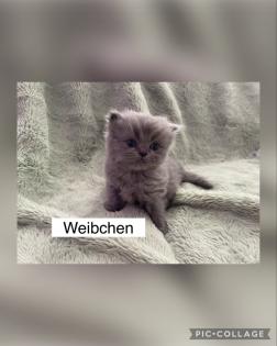 Perserkitten mit Nase