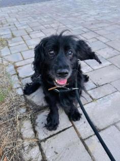 Rodney -Cocker-Spaniel-Mischling - lieb ruhig