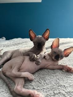 Sphynx Kitten suchen ein Zuhause