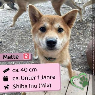 Matte - süß freundlich