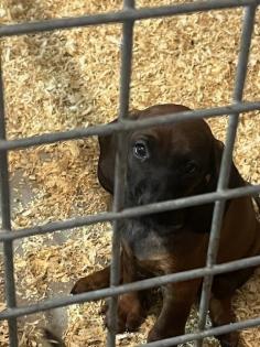 Bayerische gebirgsschweiss hund x Hannoveraanse schweisshund