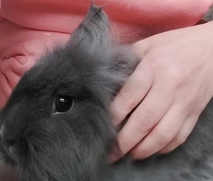 Reinrassige löwenkopfkaninchen Babys