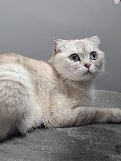 Schmusekatze sucht ein liebevolles zuhause