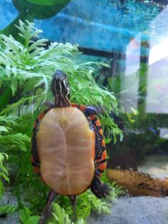 Chrysemys picta dorsalis