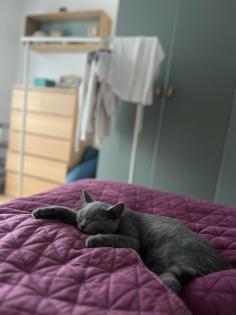 BKH Kitten geimpft entwurmt und Stammbaum