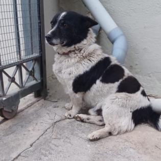 Blakie / Status sucht ein Zuhause
