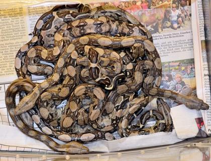 Gebe 0. 0. 19 Mischlings-Boas vom 12. 07. 2022 ab.