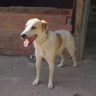 Simba sucht ein Zuhause