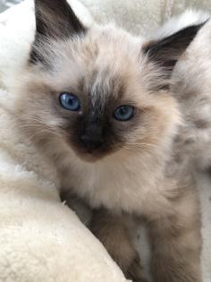 Heilige Birma/Ragdoll Kater