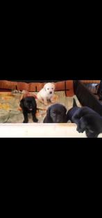 Verkaufe schöne Labrador Welpen