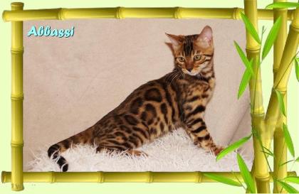 Bengal Kater sehr pfiffig keck und immer fröhlich sucht ein tolles Zuhause