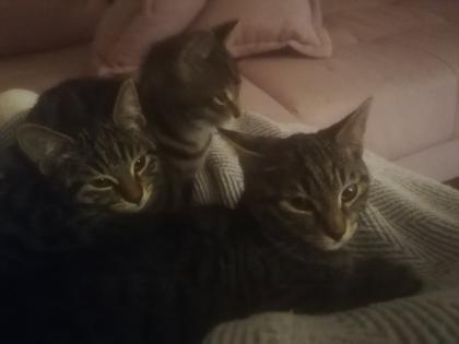 Drei Katzenmädchen abzugeben