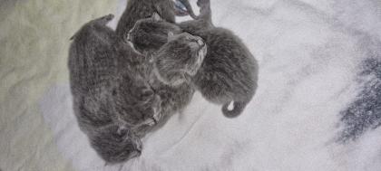 Russisch Blau Kitten