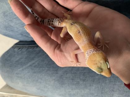1. 0 Tangerine Het Raptor Leopardgecko Enz 22/ Übergabe Houten oder Hamm möglich