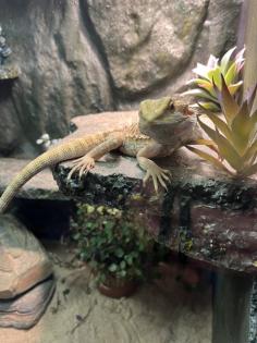 Bartagame seltene Farbe 5 Monate jung