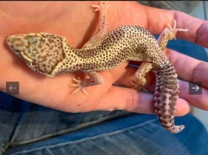 0. 1 Mack Snow Reverse Stripe Lf Leopardgecko Weibchen Enz 22 / 20 Gramm