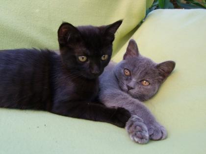 Zwei kleine Kätzchen / Kitten