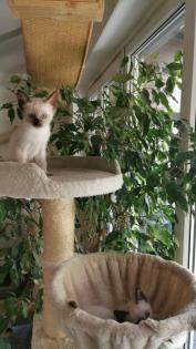 SIAM KITTEN seal point ab August auszugsbereit