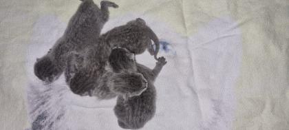Russisch Blau Kitten
