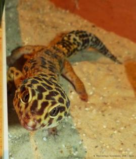 1 1 Eublepharis macularius Leopardgecko adult