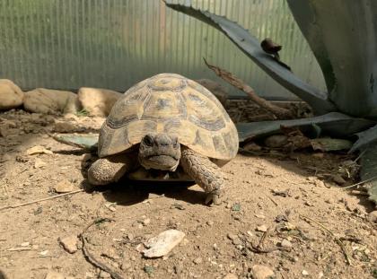 Griechische Landschildkröte / Testudo hermanni hercegovinensis / 180 Euro / Koblenz