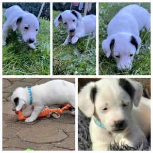 Jack Russel
