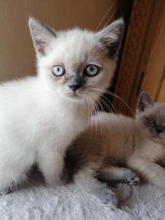 BKH-Kitten lilac-point und blau
