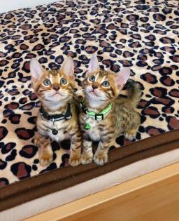 Bengal katze Baby Katzen