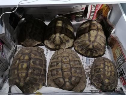 Landschildkröten abzugeben