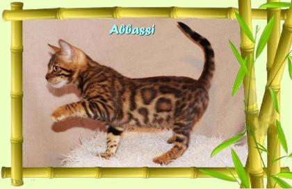 Bengal Kater sehr pfiffig keck und immer fröhlich sucht ein tolles Zuhause