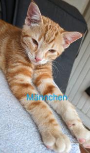 EKH Kitten 4 Monate