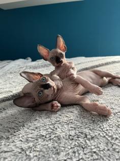 Sphynx Kitten suchen ein Zuhause