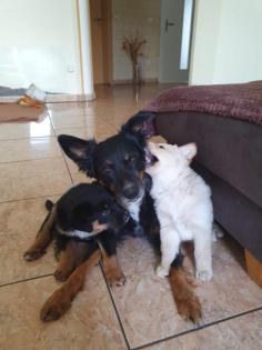 Collie Schäferhund Akita Inu Mix