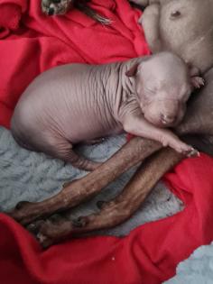 American Hairless Terrier Mix