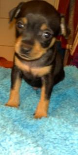 Zwergpinscher Prager Rattler