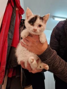 Bauerhofkitten suchen Zuhause katzen Kater kitten