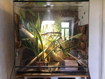 Phelsuma Grandis Großer Madagaskar Taggecko
