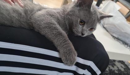 BKH Kitten geimpft entwurmt und Stammbaum