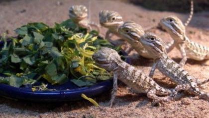 Zwergbartagamen Pogona Henrylawsoni Nachzuchten 09 abzugeben
