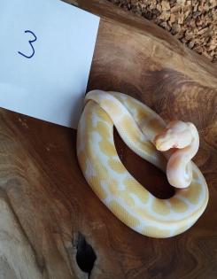 Mehrere Königspythons Regius abzugeben in Soest/Nrw