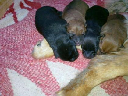 Verkaufe 3 Hunde