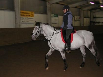 Deutsches Reitpony Schimmel 1 50m