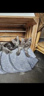Reinrassige Maine Coon Kitten suchen ihren Dosenöffner