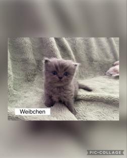 Perserkitten mit Nase