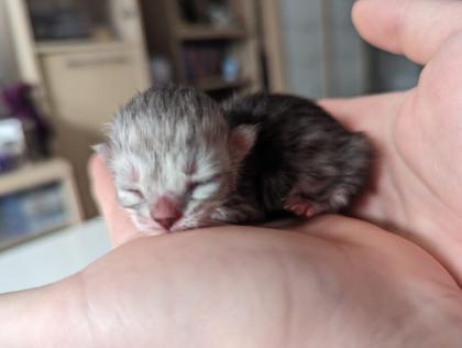 Bkh/Scottish Fold Mix Kitten abzugeben