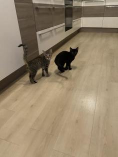 Kater brüder abzugeben je 50Euro